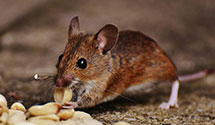 24 Hour & Emergency Exterminators in Sanford, FL